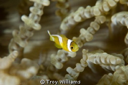 juvenile anemone fish swimming about, making me work for ... by Troy Williams 